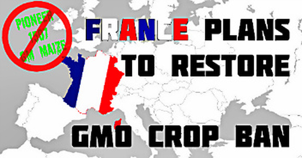 Francuska: Donet dekret o zabrani sejanja GM kukuruza