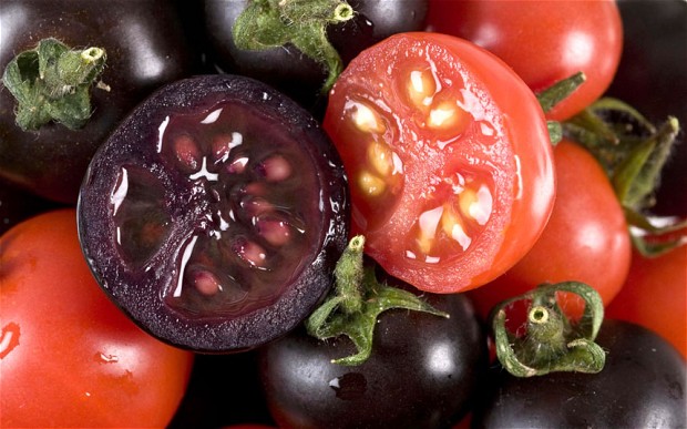 Novi GMO paradajz iz Kanade, stara zabrana EU