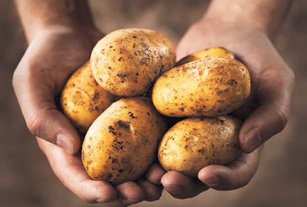 GMO krompir napravljen u Beogradu