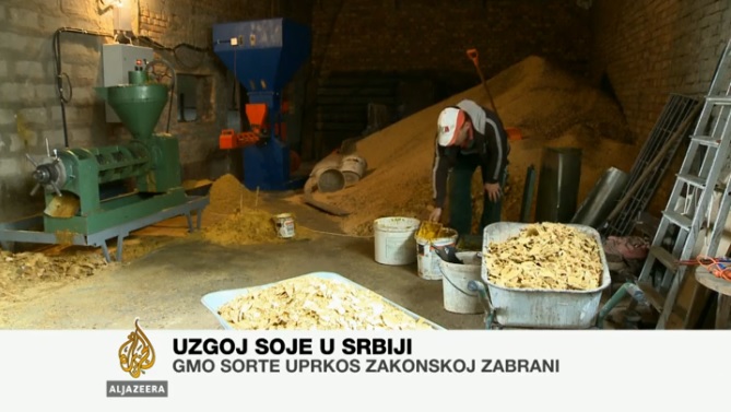 Uprkos zabrani, u Srbiji uzgoj GMO soje