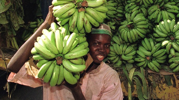 Ispitivanje GM ’super’ banane na ljudima