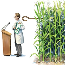 Do Seed Companies Control GM Crop Research?