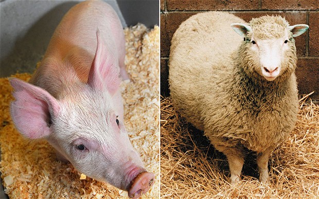 Tvorci ovce Doli, stvorili GMO svinju otpornu na sve bolesti