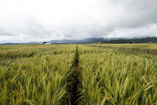 GM pšenica pronađena na poljima Oregona, slučaj pod državnom istragom