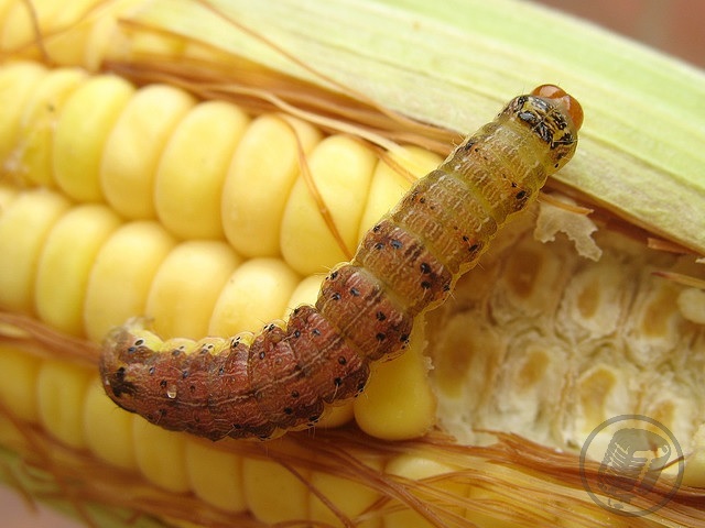 Insekti jedu GM kukuruz, iako je ’otporan’ na njih