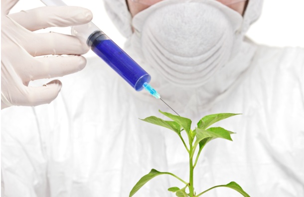 EU traži da rešimo pitanje GMO. Evo zbog čega oklevamo