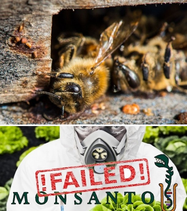 ’Mali’ pčelari pobedili veliki Monsanto