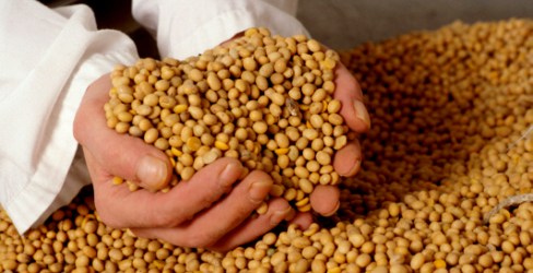 Rekordna proizvodnja soje u svetu