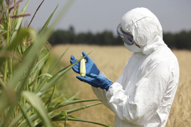 EU: O zabrani GMO odlučuju nacionalne vlade