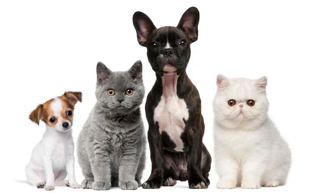 Kijavica mačaka; Tuberkuloza i salmoneloza pasa i mačaka