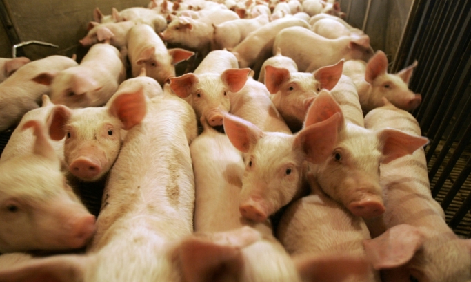 Evropske svinje uništile srpske seljake