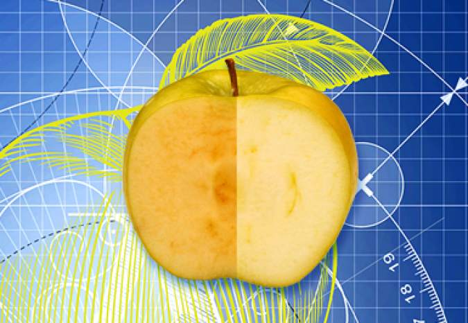 Amerika odobrila GM jabuke koje ne trule