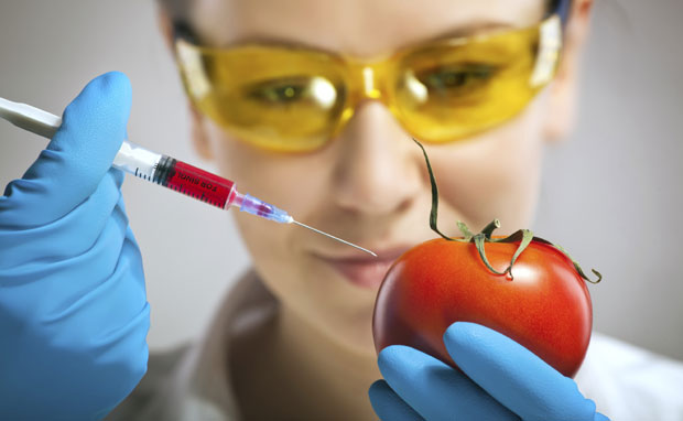 Novosti saznaju - Srbija digla rampu za GMO?