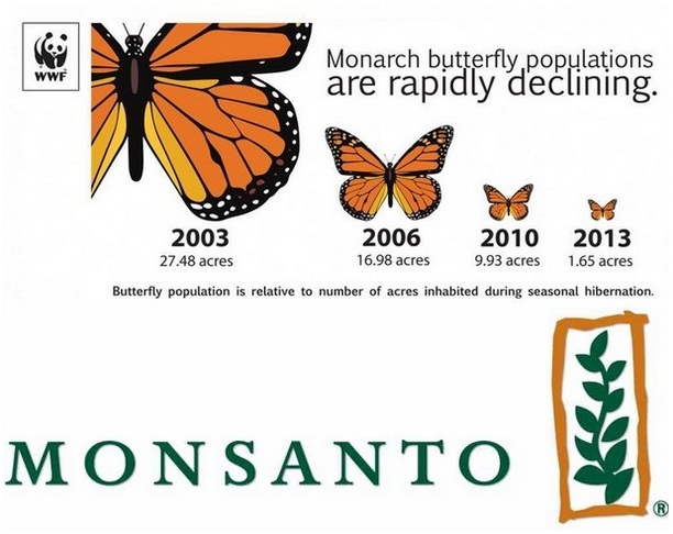 Monsanto donira četiri miliona dolara za spas kraljevskih leptira