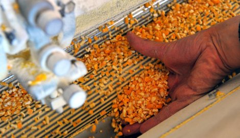 EU odobrila uvoz 19 GMO proizvoda: kukuruza, soje, pamuka - i karanfila