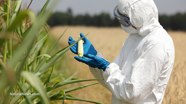 Rusija rekla konačno ne GMO!