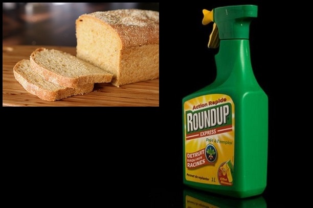 The hidden weed killer in your BREAD: Commercial wheat doused with cancer-causing glyphosate herbicide right before harvest... and you’re eating it!