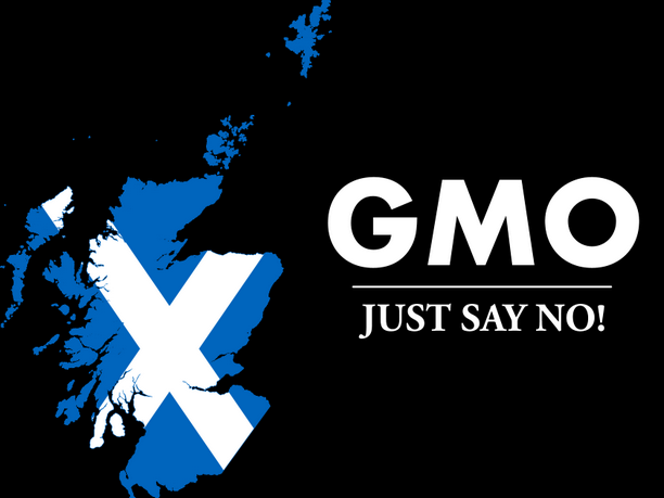 Škotska zabranjuje GMO useve