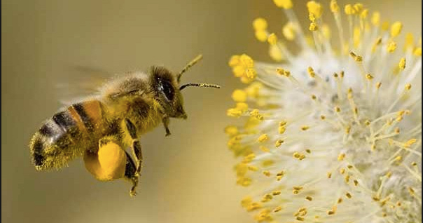 Amebna bolest pčela