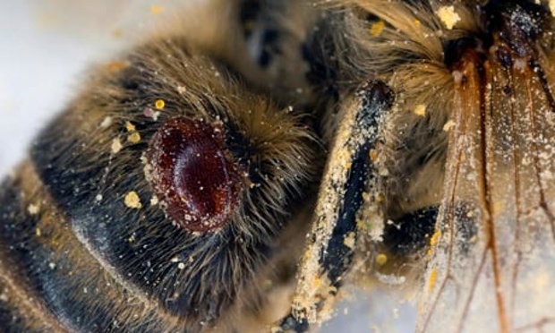 Pčelinja vaš (brauloza)