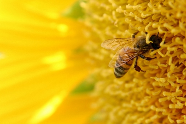 EFSA: Neonikotinoidi štetni za pčele i na lišću
