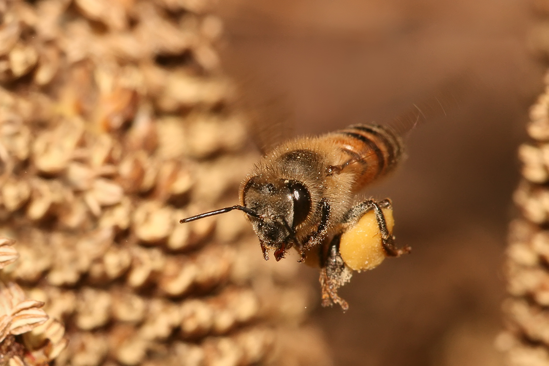 Neonikotinoid - za pčele koban let ’sa cveta na cvet’