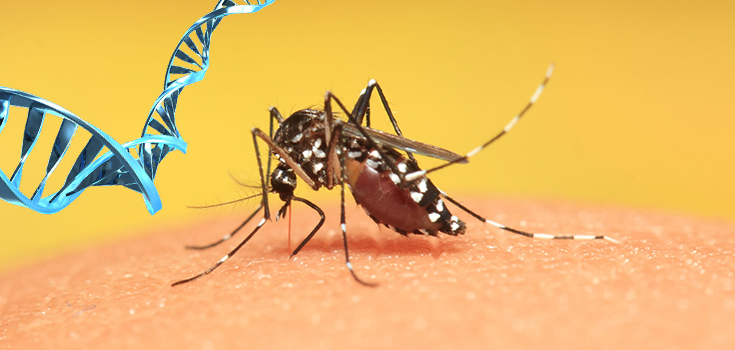 GMO komarac (genetski inženjering) ’doneo’ virus zika?