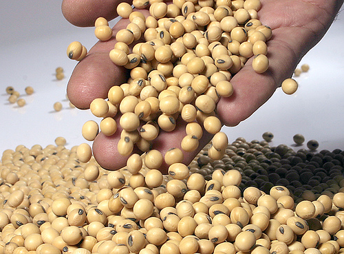 Kako je genetski modifikovana soja stigla do semberskih poljoprivrednika? (VIDEO)