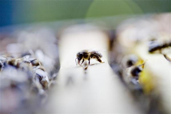 EU court bans honey contaminated by genetically modified crop