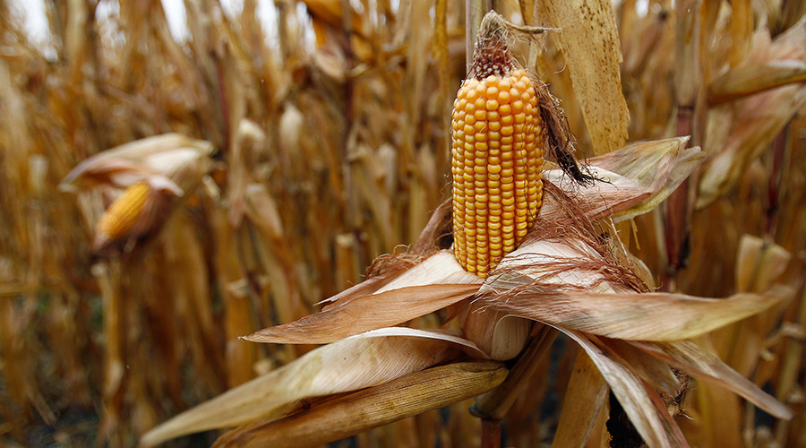 Zbogom - Rusija zabranila uzgoj GMO