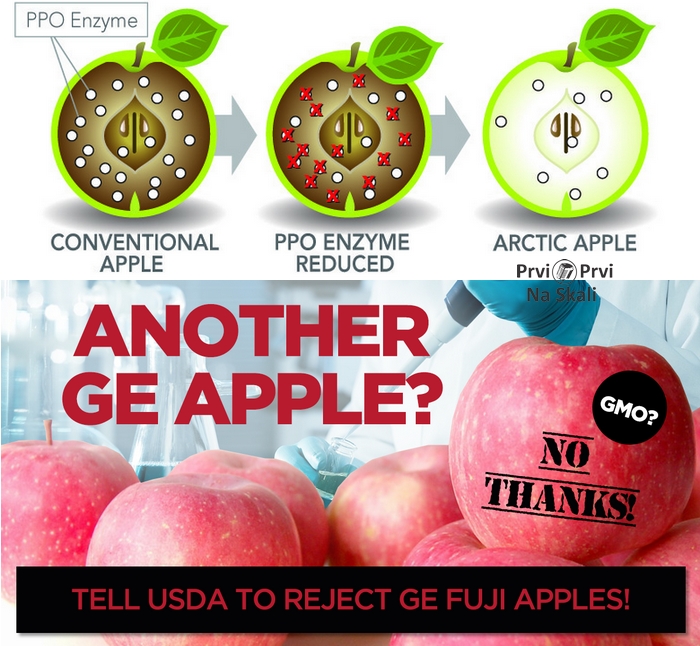 Amerika odobrila prodaju GM jabuke