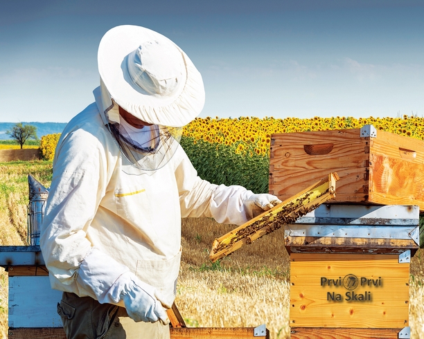 Gajenje GM biljaka unazadilo bi pčelarstvo