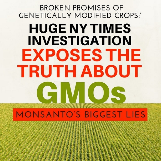 Izneverena obećanja GM useva - istraživao Njujork tajms