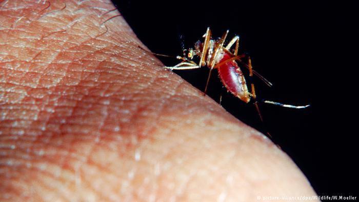 GMO komarac - milijardu stvari može da krene po zlu