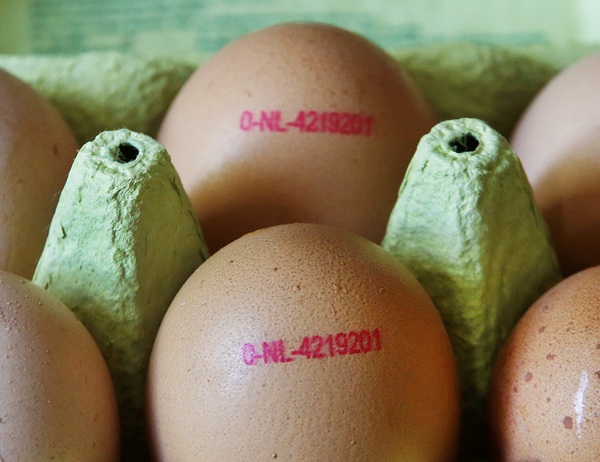 U Holandiji i Nemačkoj masovno povlače zagađena jaja