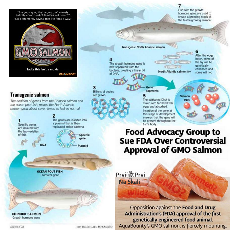 U Kanadi prodaju neobeležene GMO losose, Vlada ne prati GM proizvode