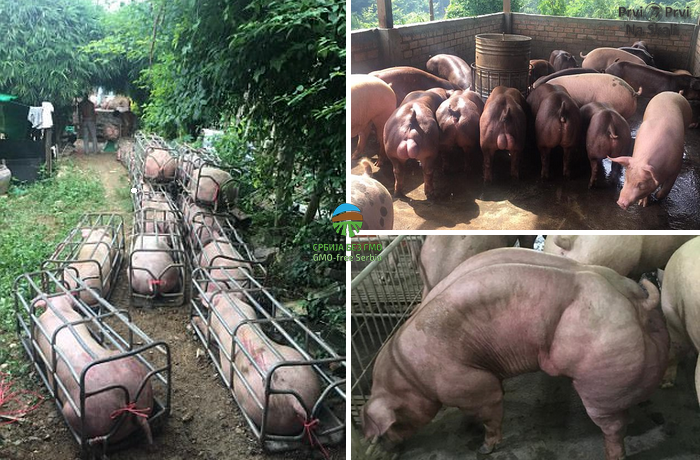 GMO svinje iz Kambodže (VIDEO)