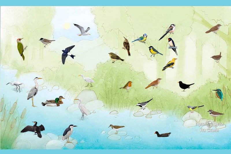 Upoznaj rečne ptice