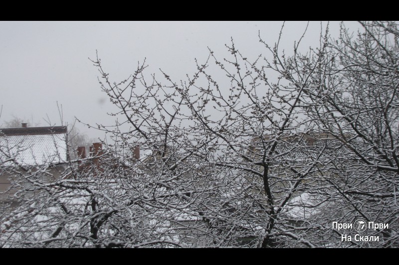Prvoaprilski susret - trešnja i sneg (Kragujevac, 1. april 2020)