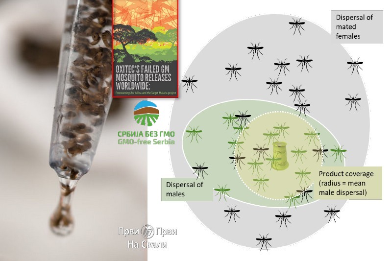 Upotreba GMO komaraca odobrena u SAD za eksperiment