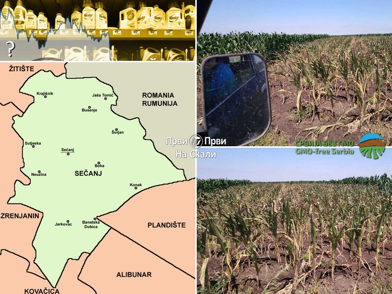 Uništeno 15 parcela u opštini Sečanj, poljoprivrednici sumnjaju da je upotrebljen glifosat