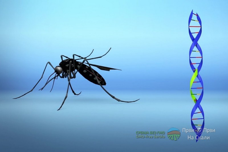 Preko 750 miliona GM komaraca biće pušteno u prirodu na Floridi