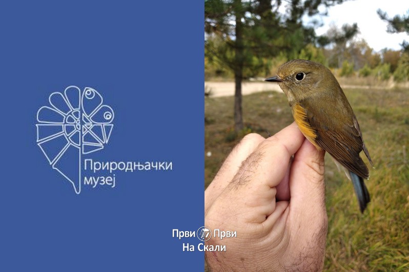Zabeležena nova vrsta ptice za Srbiju - sibirska plavorepka (Tarsiger cyanurus)