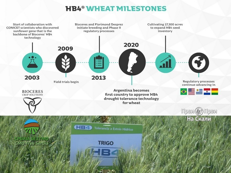 Argentina prva u svetu odobrila gajenje GMO pšenice