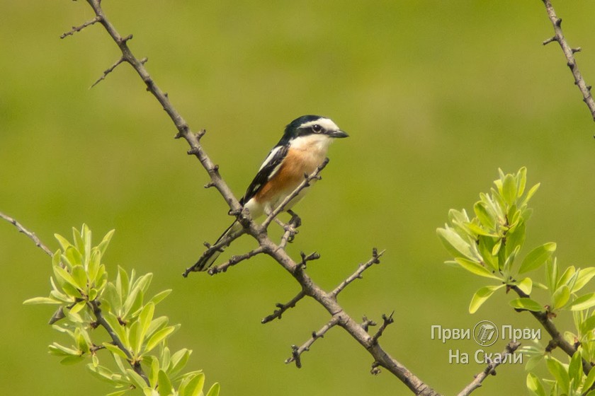 Dugorepi svračak (Lanius nubicus) - nova vrsta ptica u Srbiji