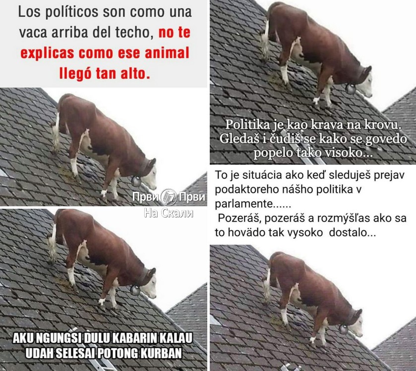 Krava na krovu