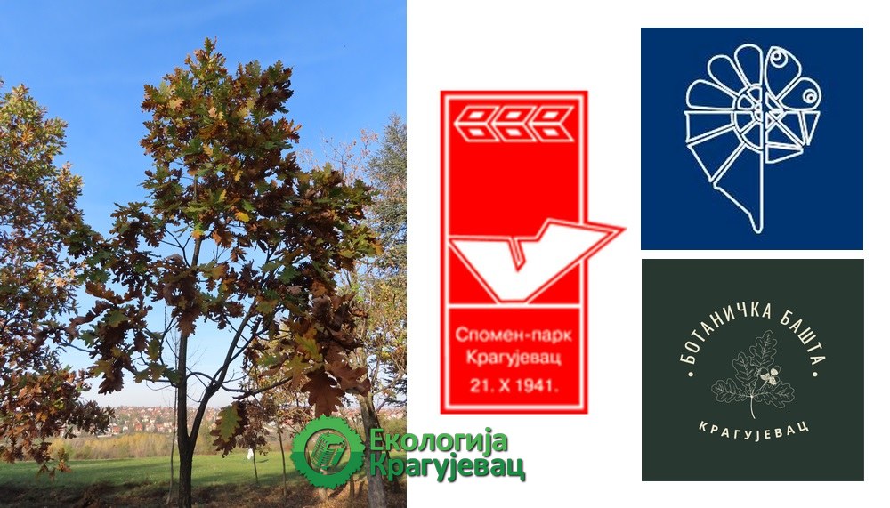 O hrastu - Botanička bašta Kragujevac, Prirodnjački muzej u Beogradu i Spomen-park ’Kragujevački oktobar’