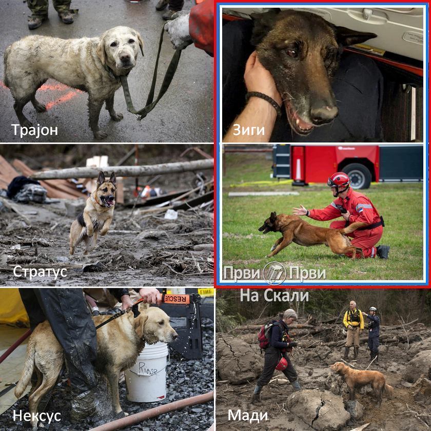 Psi spasioci: Zigi, Trajon, Stratus, Neksus, Мadi