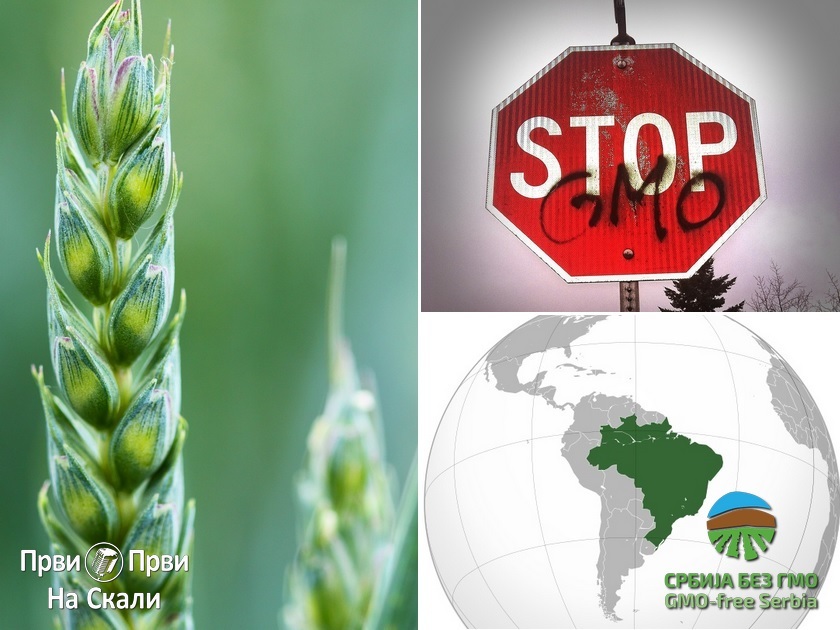 Brazil odobrio uzgoj i prodaja HB4 - GMO sorte pšenice
