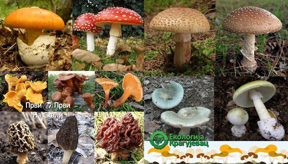 Jestive gljive i njihove otrovne ’dvojnice’